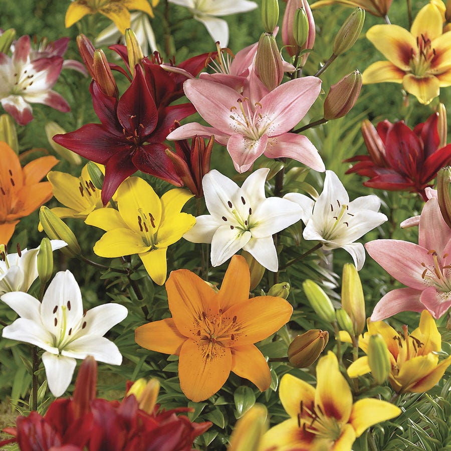 can you plant asiatic lily bulbs in the spring Lilium Asiatic Lily Mix Bulbs
