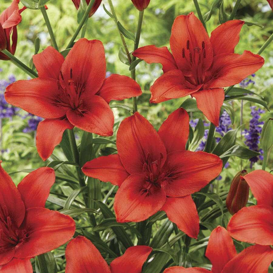 red asiatic lily bulbs Lilium Red Highland Asiatic Lily Bulbs