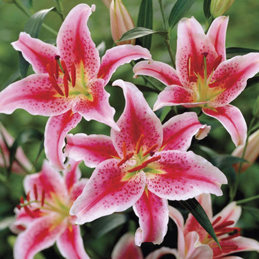 frost lily flower Lilium Stargazer Oriental Lily Bulbs | Bulb
