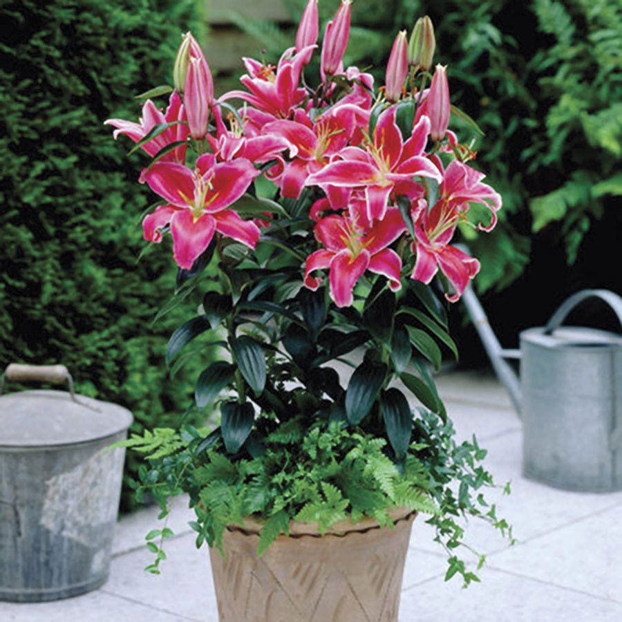 Lilium Stargazer Oriental Lily Bulbs