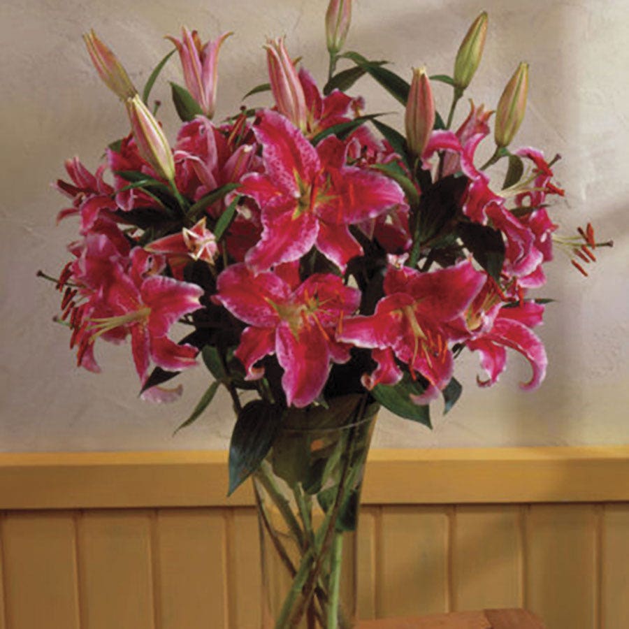 Lilium Stargazer Oriental Lily Bulbs