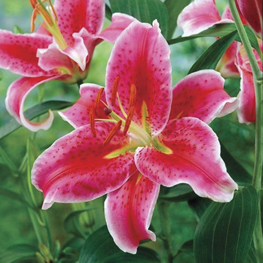 Lilium Stargazer Oriental Lily Bulbs