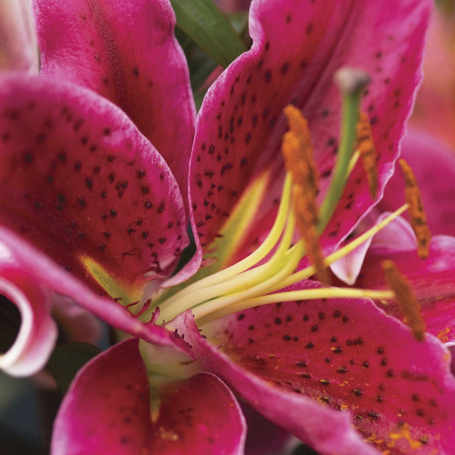 Lilium Stargazer Oriental Lily Bulbs