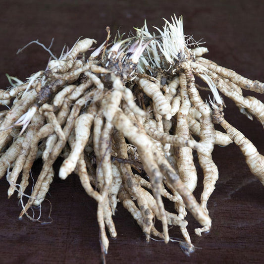 Hosta 'Elegans' Plantain Lily