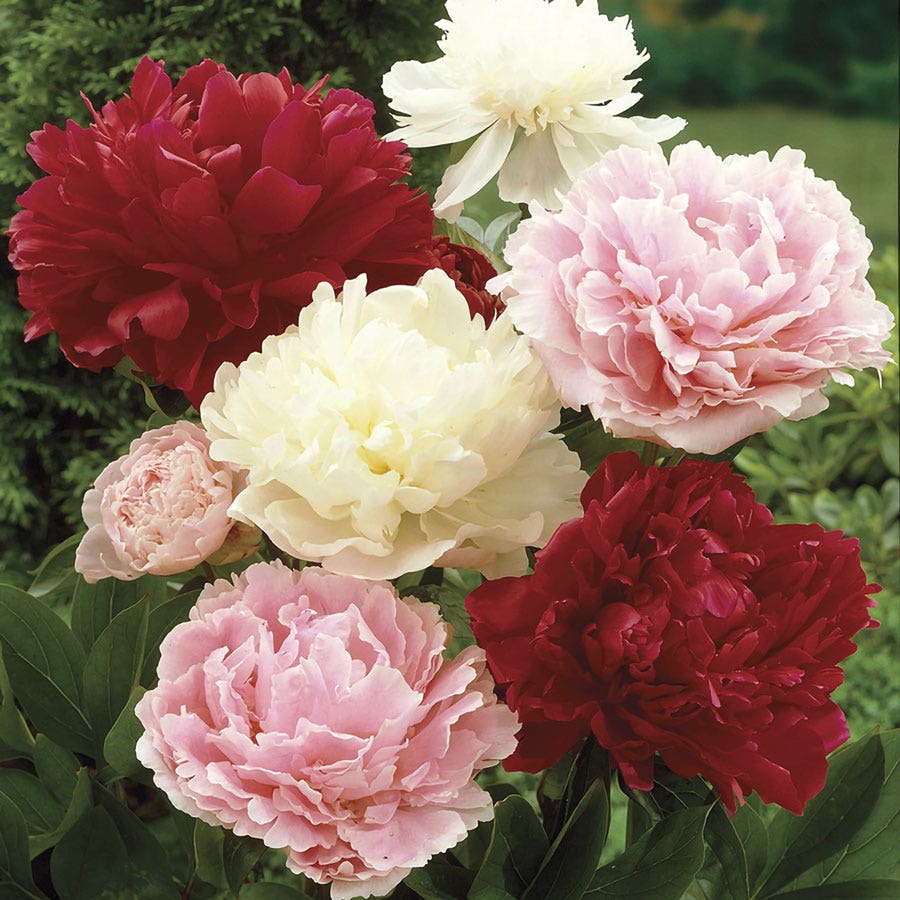 Paeonia Mixed Varieties Peony