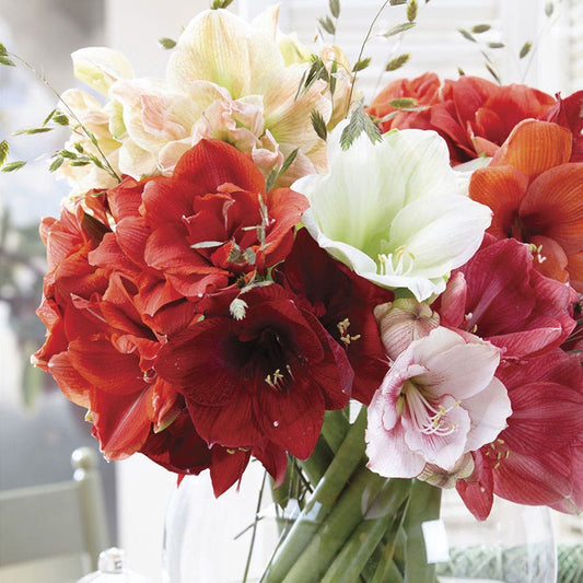 Garden Mix Amaryllis Bulbs