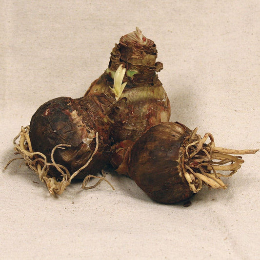 Garden Mix Amaryllis Bulbs