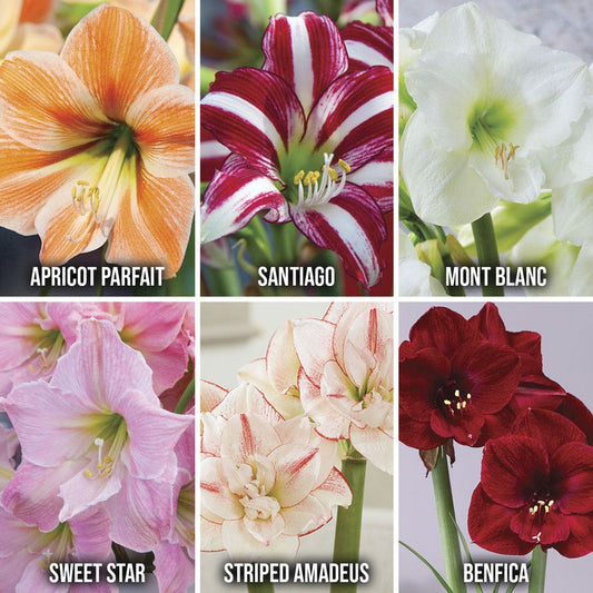 Exotic Collector's Edition Amaryllis Bulbs