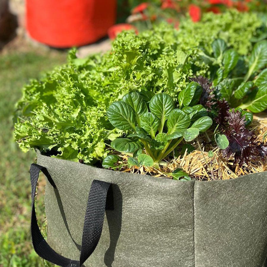 Smart Pot® Urban Lil' Shorty Raised Bed Fabric Planter (Green)