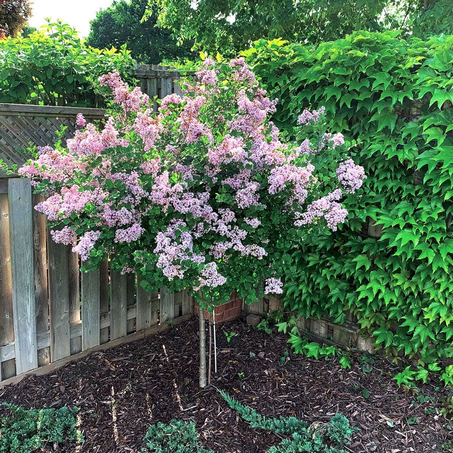 korean lavender tree Syringa Dwarf Korean Lilac Tree Form