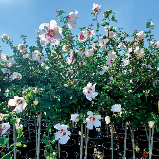 Hibiscus 'Red Heart' Rose of Sharon Tree Form