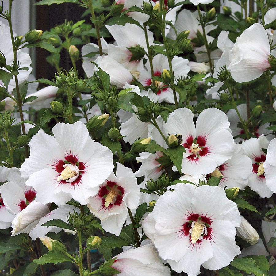 Hibiscus 'Red Heart' Rose of Sharon Tree Form