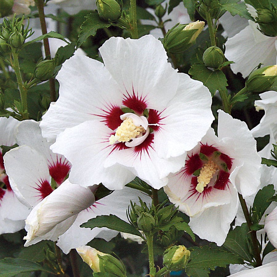 Hibiscus 'Red Heart' Rose of Sharon Tree Form