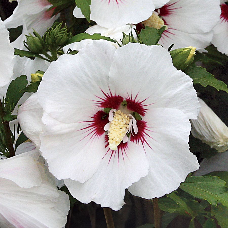 Hibiscus 'Red Heart' Rose of Sharon Tree Form