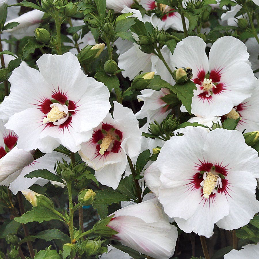 Hibiscus 'Red Heart' Rose of Sharon Tree Form