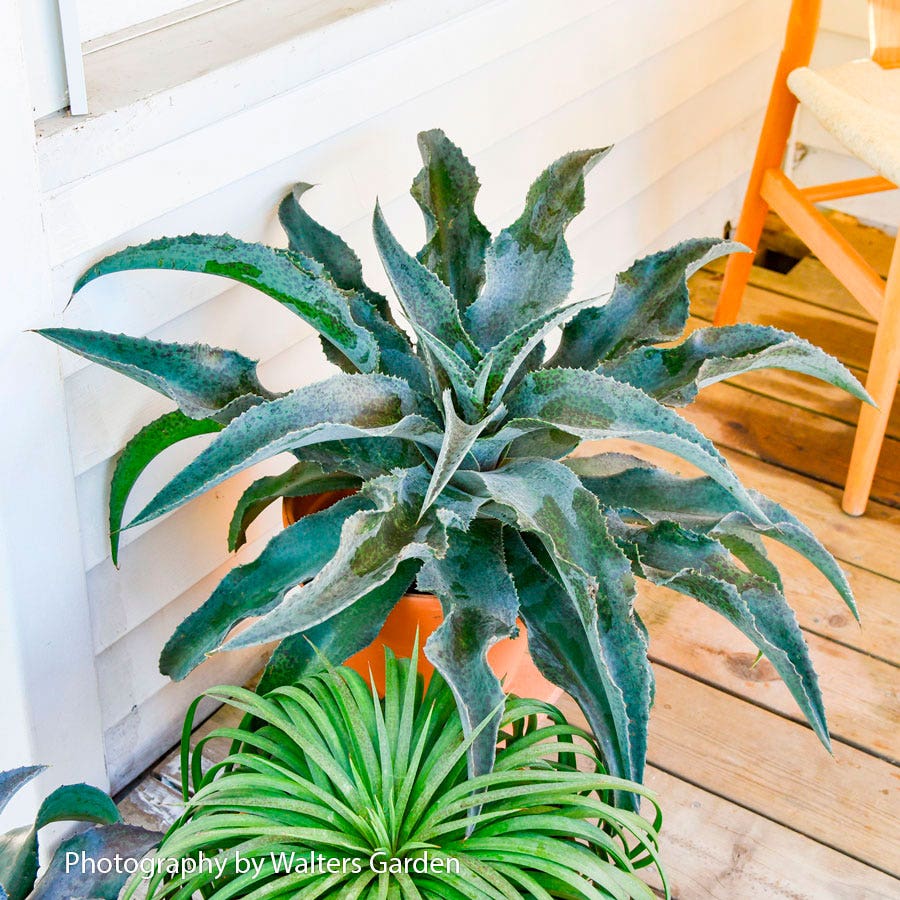 mangave succulent Mangave Art & Sol® 'Catch a Wave'