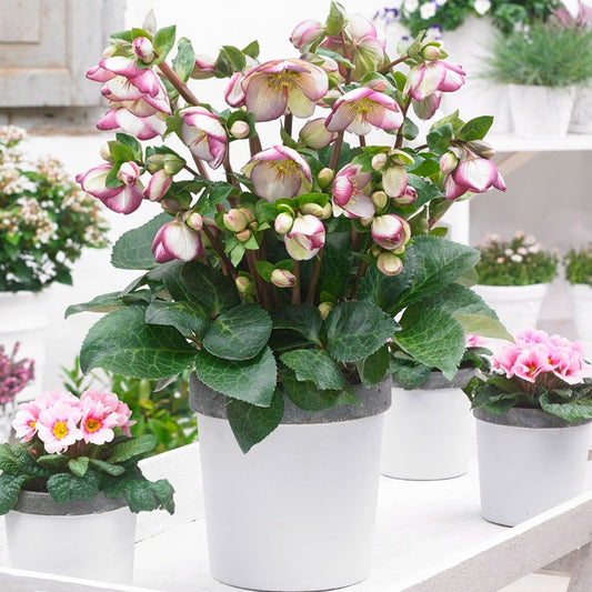 Helleborus Frostkiss® Glenda's Gloss®