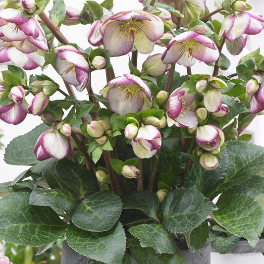 Helleborus Frostkiss® Glenda's Gloss®
