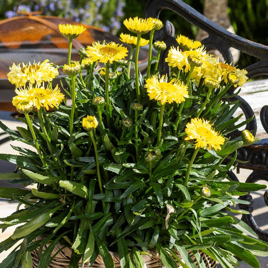 Leucanthemum Realflor® 'Real Jewel' Shasta Daisy