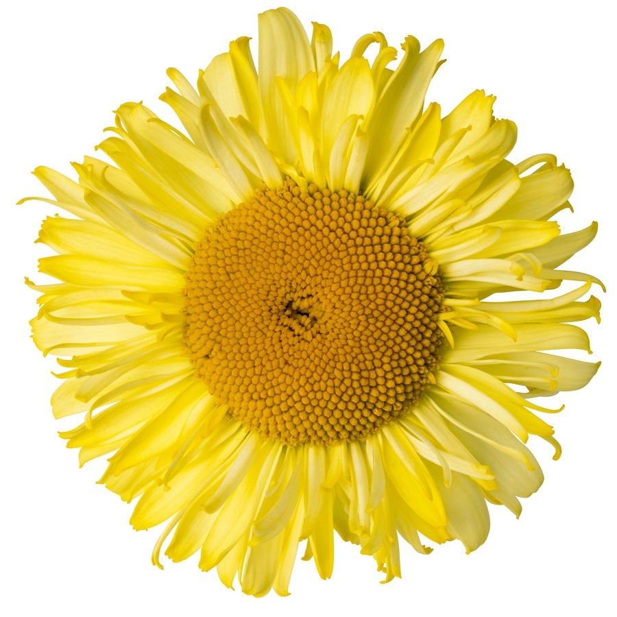 Leucanthemum Realflor® 'Real Jewel' Shasta Daisy
