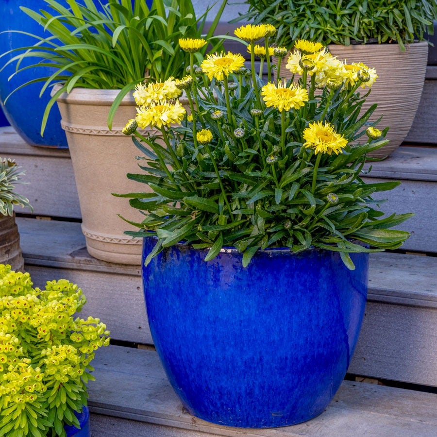 Leucanthemum Realflor® 'Real Jewel' Shasta Daisy