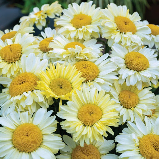 Leucanthemum Realflor® 'Real Solar' Shasta Daisy