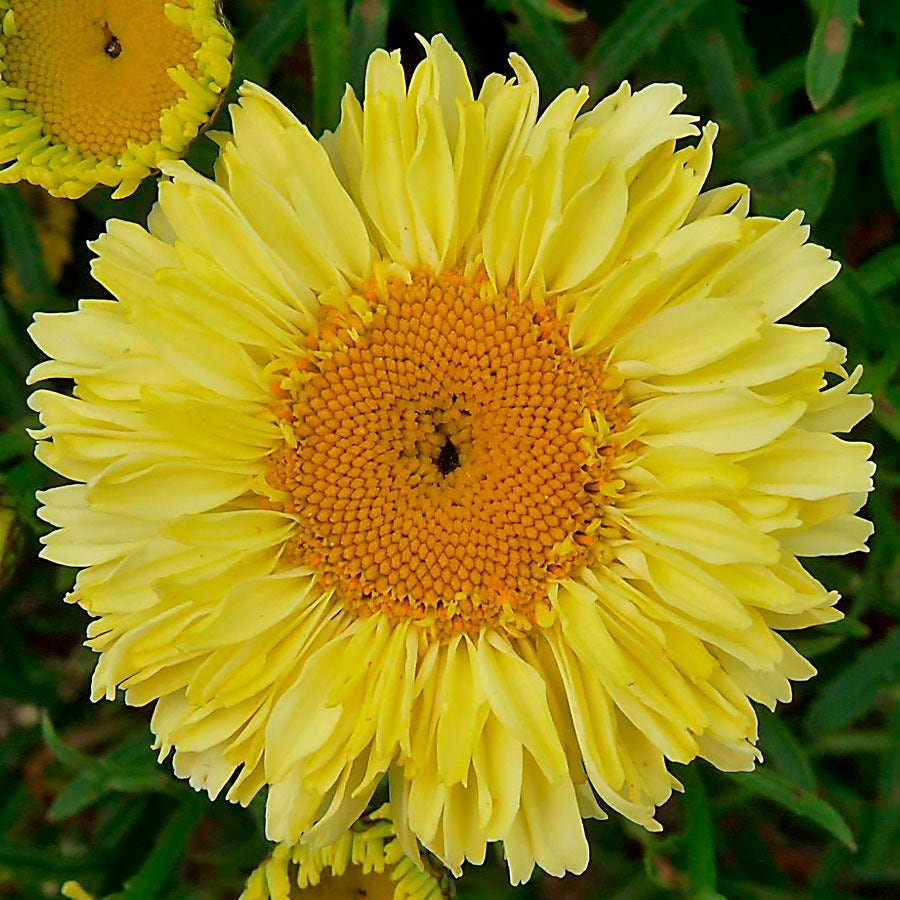 Leucanthemum Realflor® 'Real Goldcup' Shasta Daisy