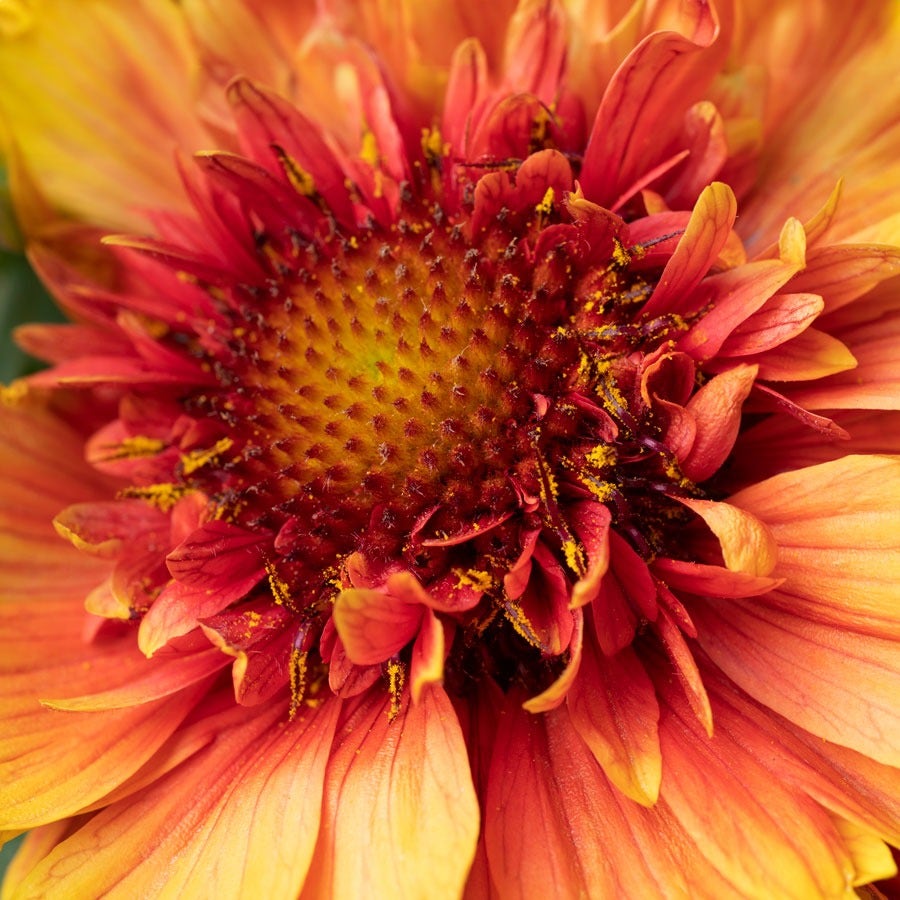 Gaillardia Realflor® 'Sunset Orange Ruffles' Blanket Flower