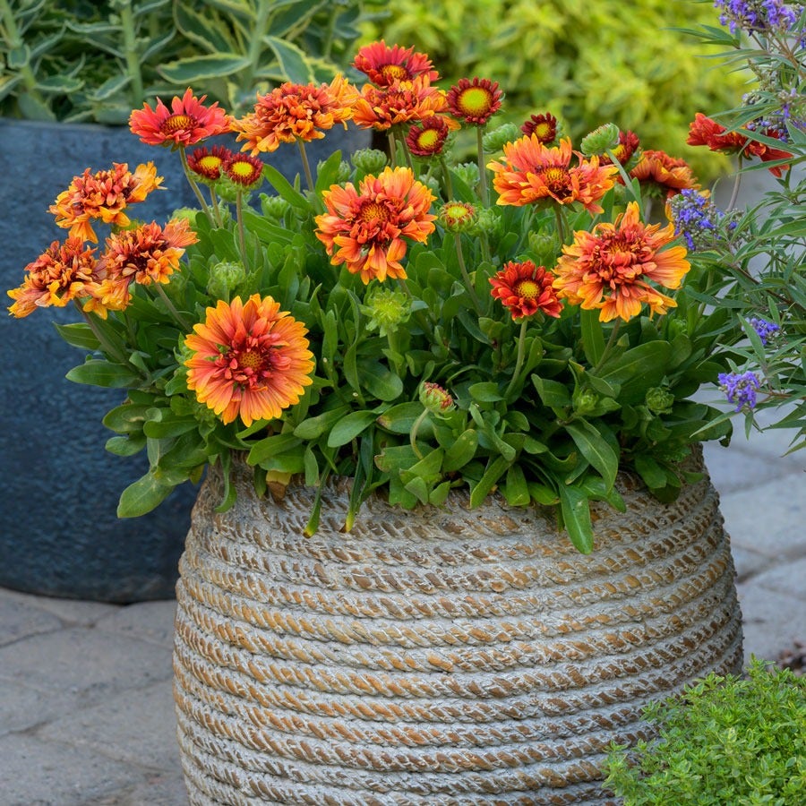 Gaillardia Realflor® 'Sunset Orange Ruffles' Blanket Flower