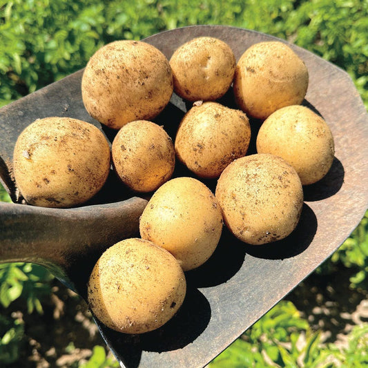 Potato Canada Gold - 2 Pound Bag