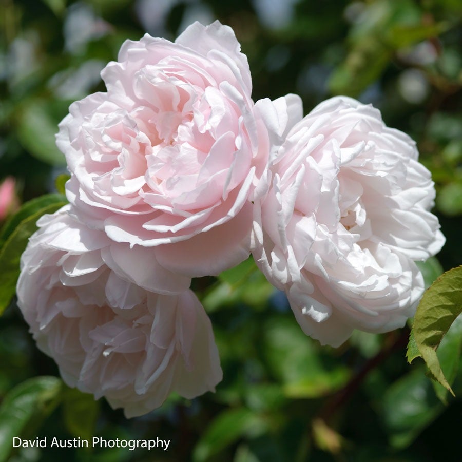Rose The Generous Gardener®
