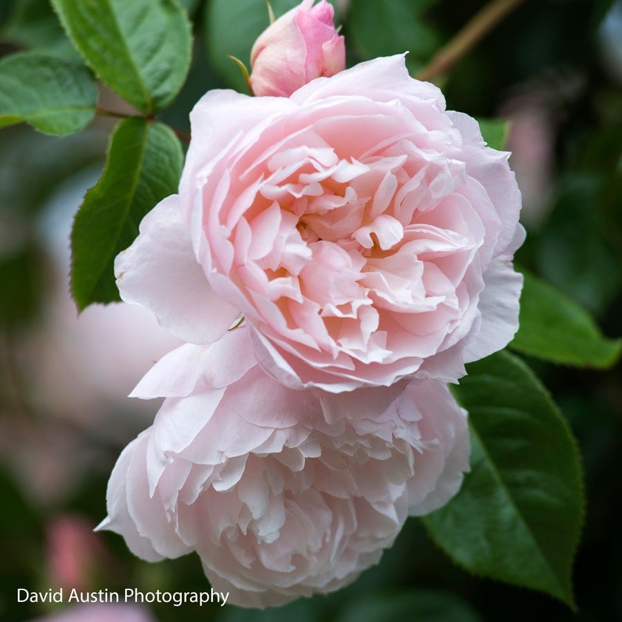 Rose The Generous Gardener®