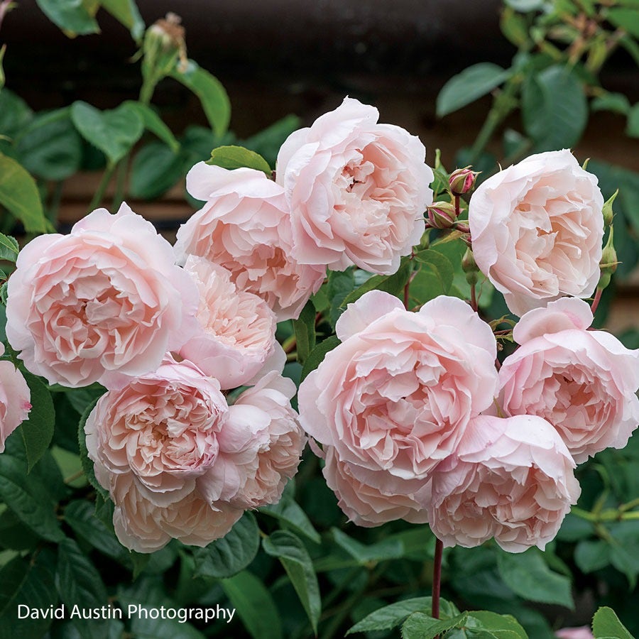 Rose The Generous Gardener®