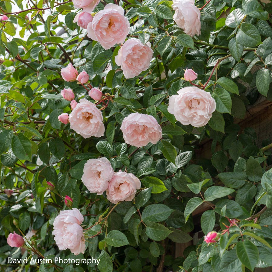 Rose The Generous Gardener®