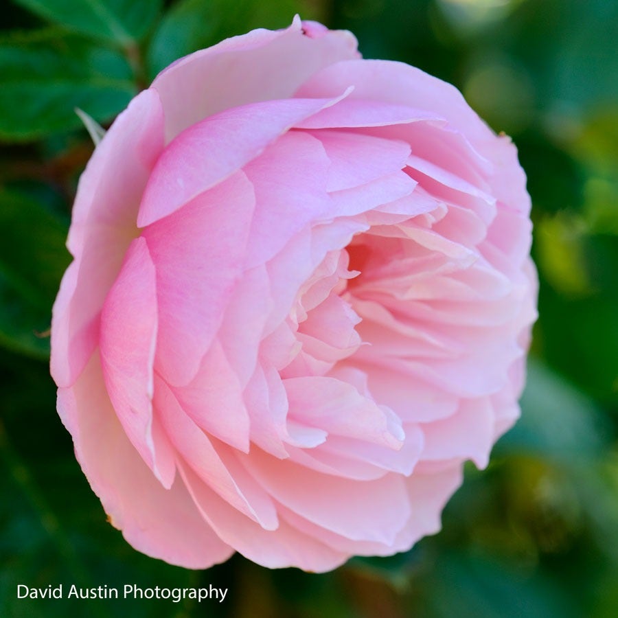 Rose The Generous Gardener®
