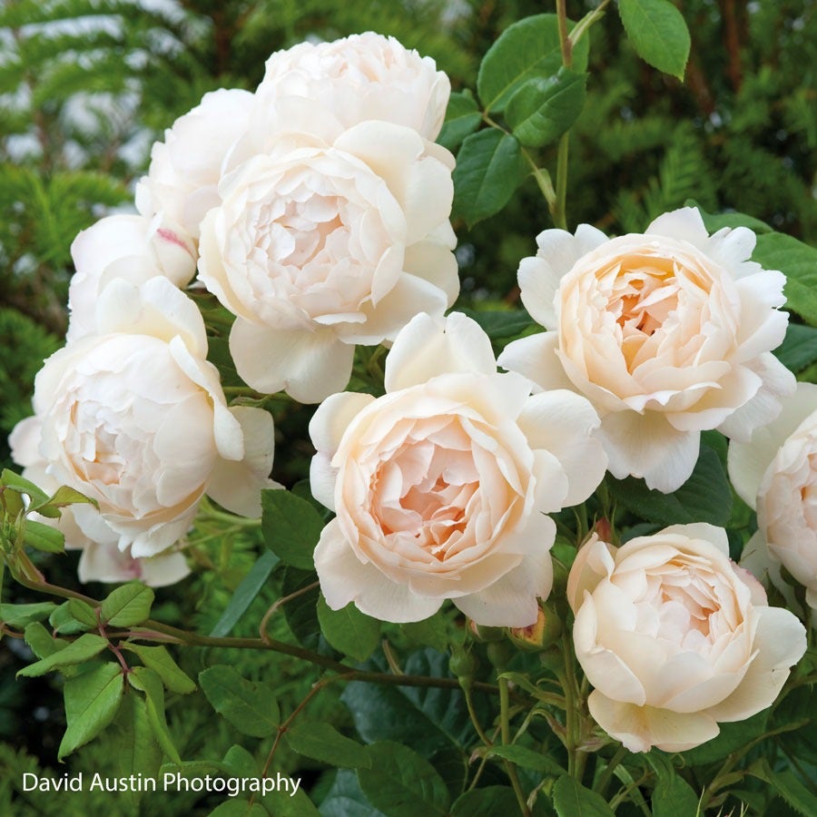 Rosa Wollerton Old Hall™