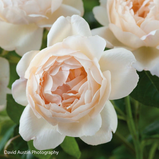 Rosa Wollerton Old Hall™