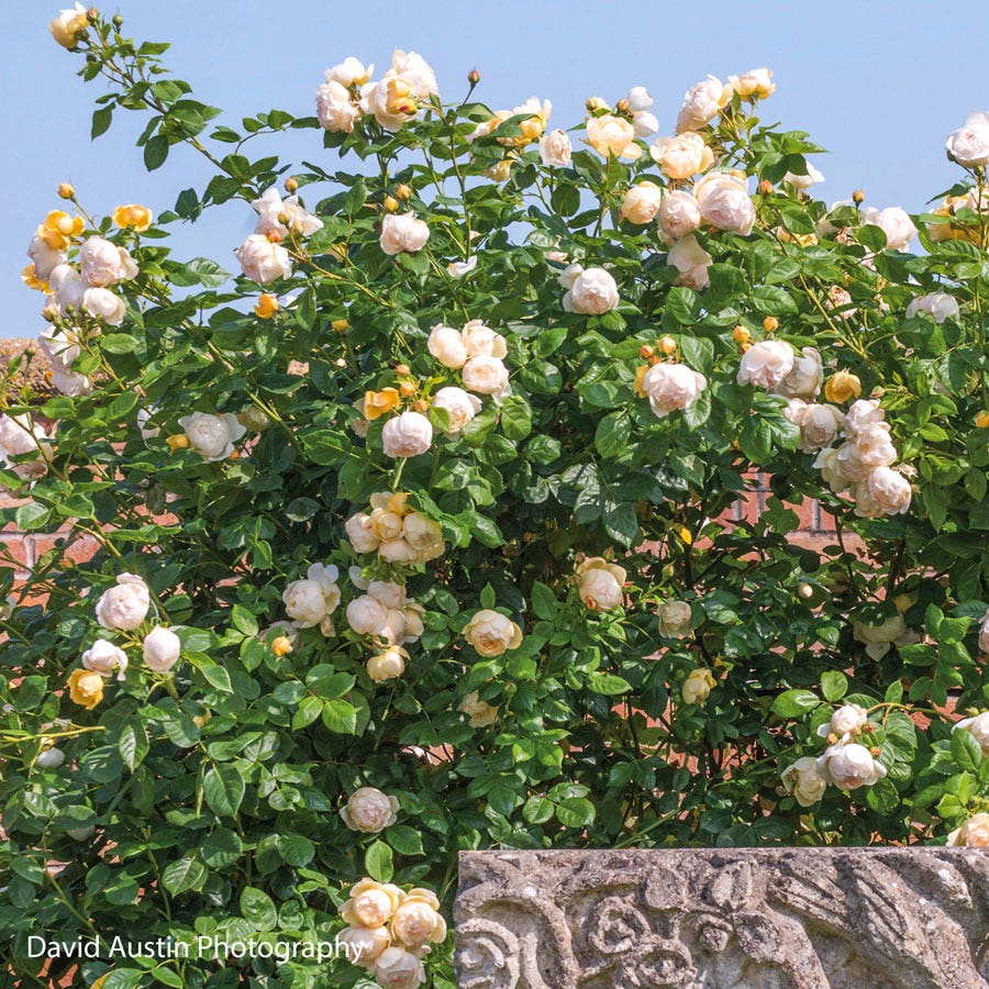 Rosa Wollerton Old Hall™