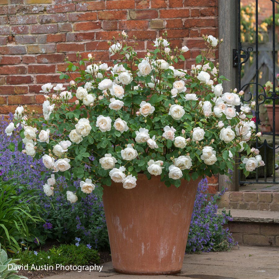 Rosa Desdemona