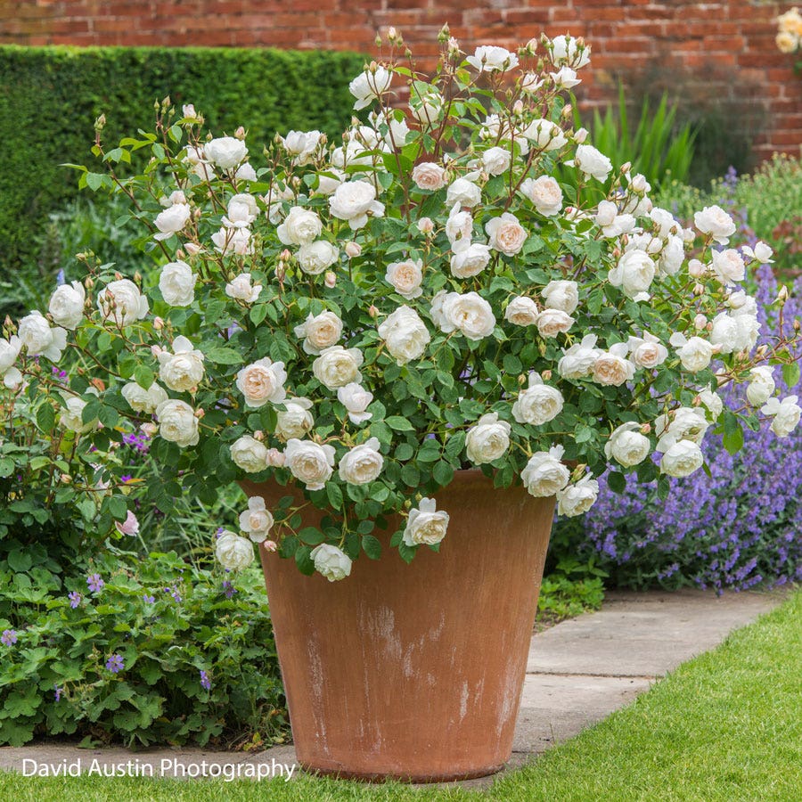 Rosa Desdemona