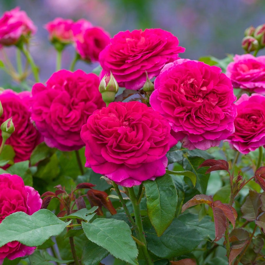 Rosa Gabriel Oak