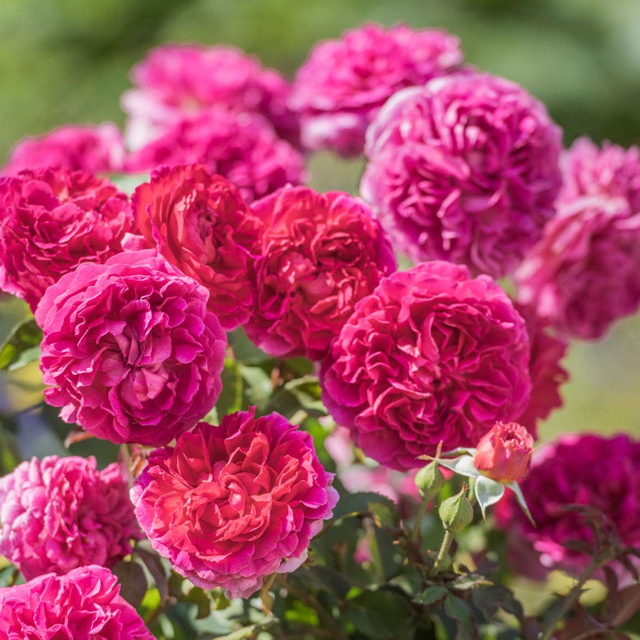 Rosa Gabriel Oak