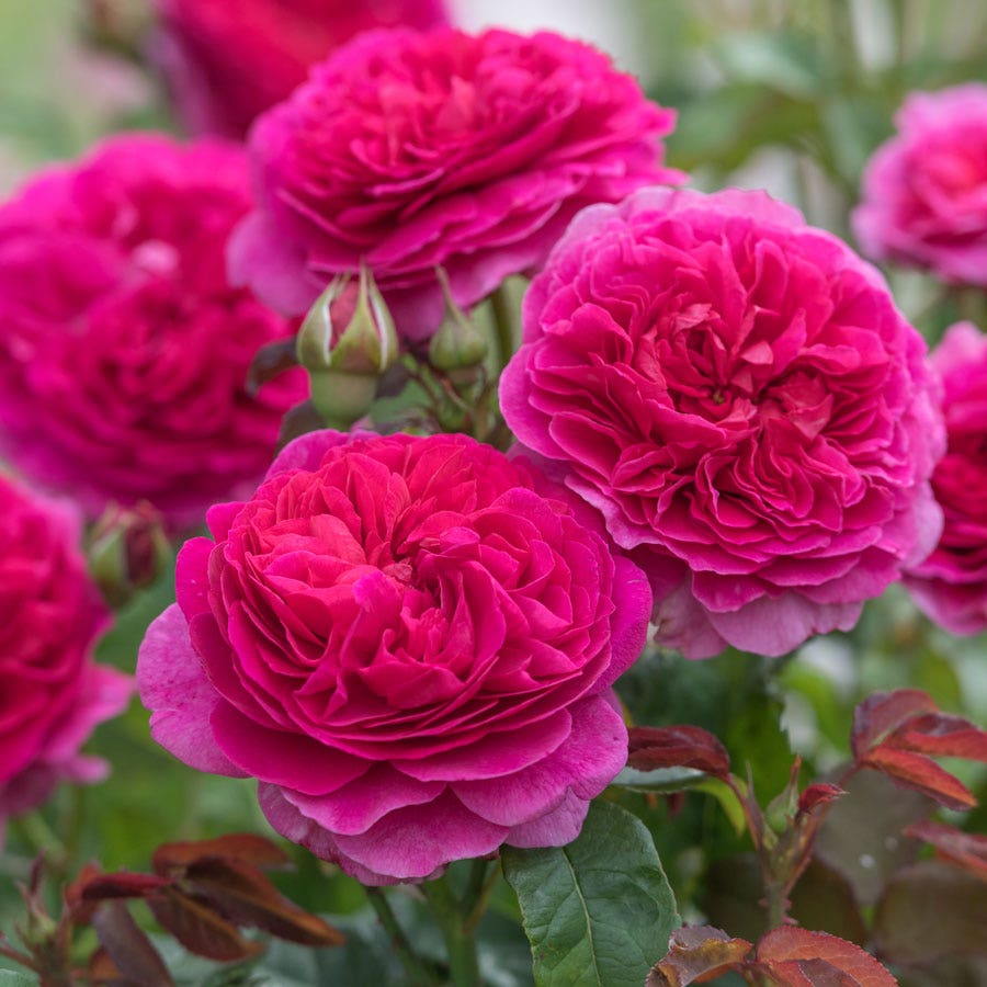 Rosa Gabriel Oak