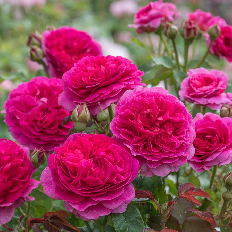 Rosa Gabriel Oak