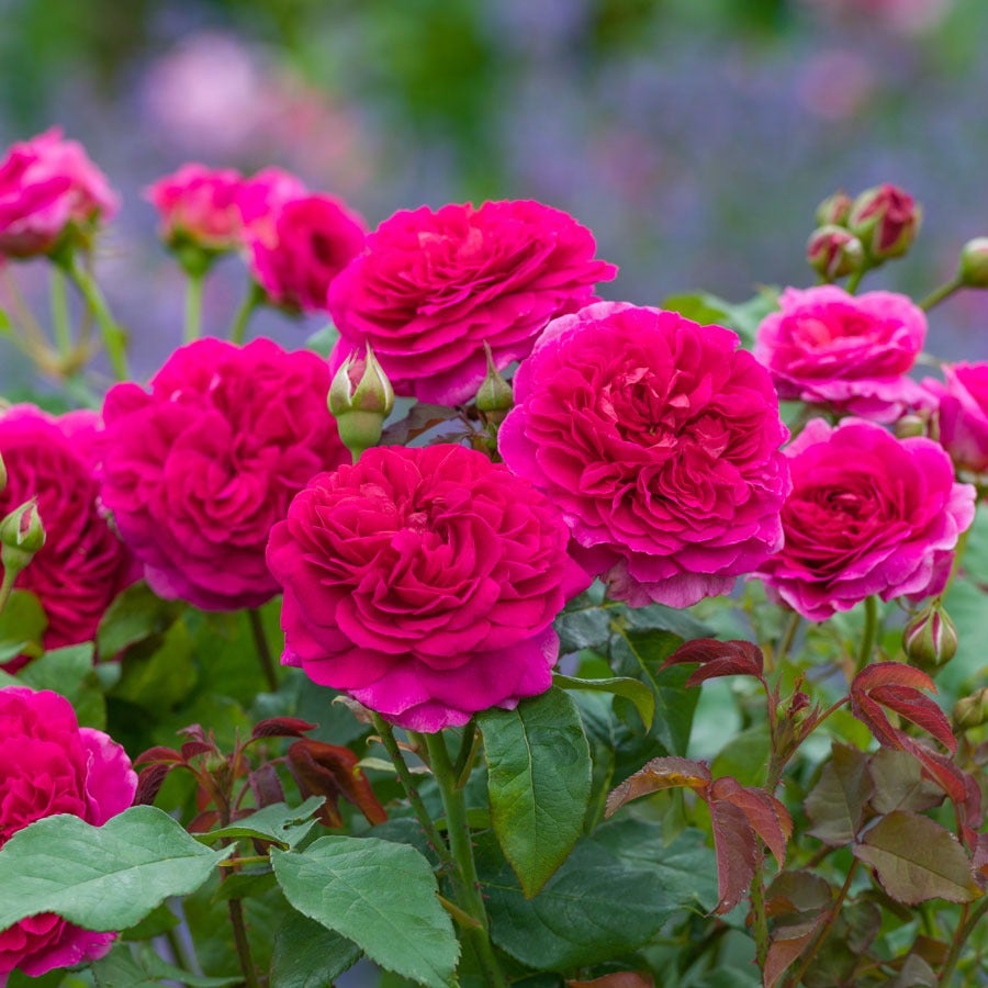 Rosa Gabriel Oak