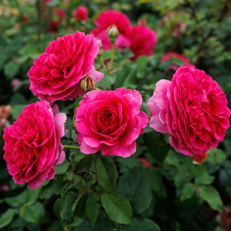Rosa Gabriel Oak