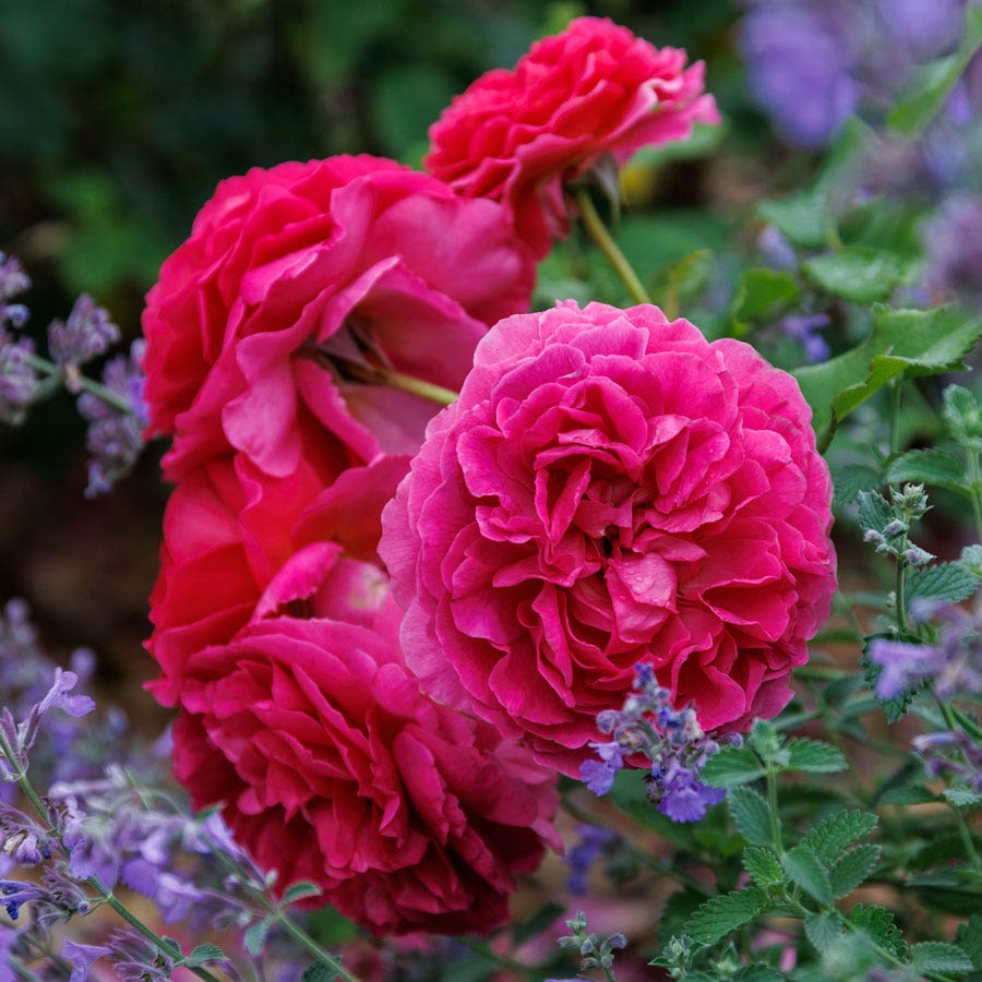 Rosa Gabriel Oak