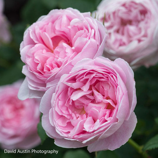 Rosa Scepter'd  Isle™