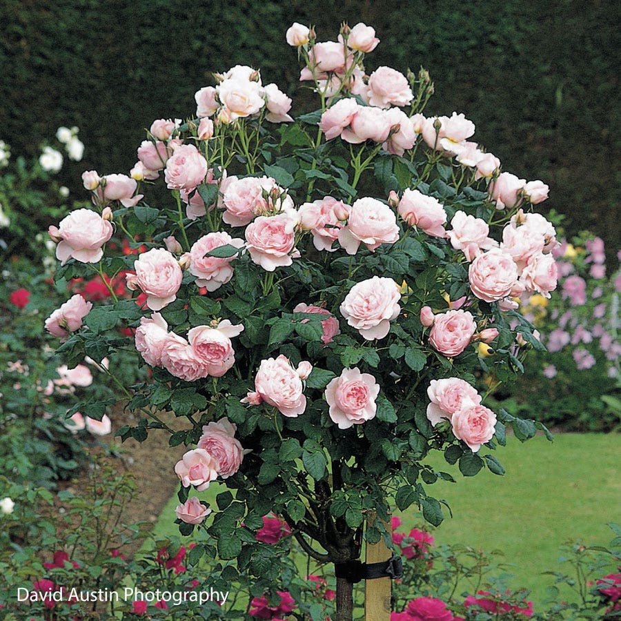 Rosa Scepter'd Isle™