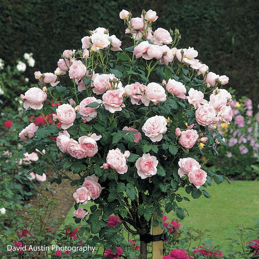 Rosa Scepter'd  Isle™